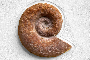 Fossilized Ammonites