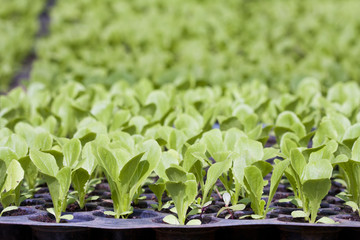 young vegetable seedlings