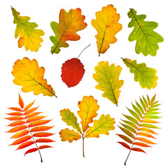 Collection of autumn leaves isolated on white