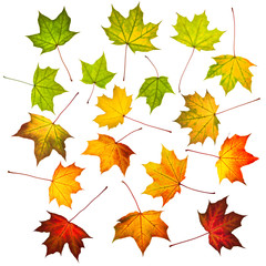 Collection of autumn leaves isolated on white