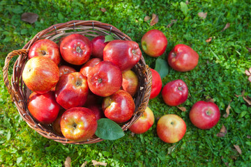 Red apples in a basket