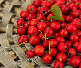 Hawthorn on a wicker mat close-up