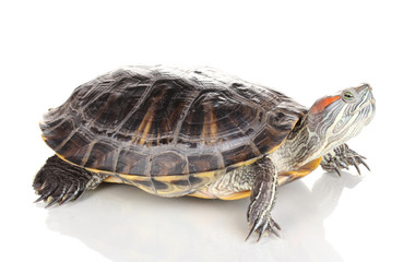 red ear turtle isolated on white