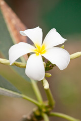 Plumeria