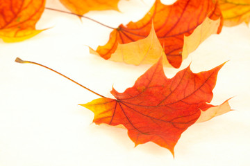 autumn leaf isolated on white background