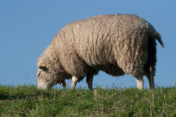 Sheep grazing on a dike