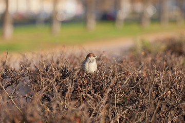 lonely sparrow