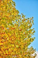 Fototapeta premium Autumn tree