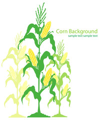 Corn Stalks Illustration