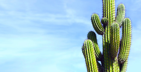 Cactus, Mexique