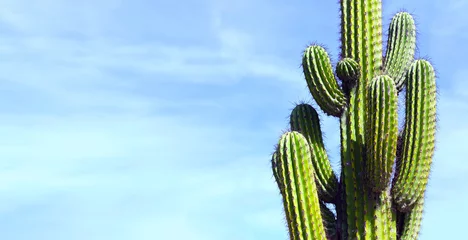 Zelfklevend Fotobehang Cactus, Mexico © sunsinger