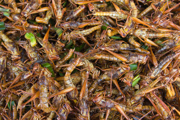 Fried  grasshoppers - a snack often used in Asia