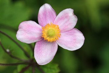 Japanese Anemone