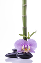 Obraz na płótnie Canvas Bamboo Orchid