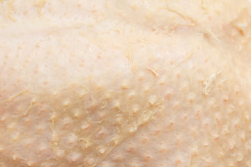 duck skin as background