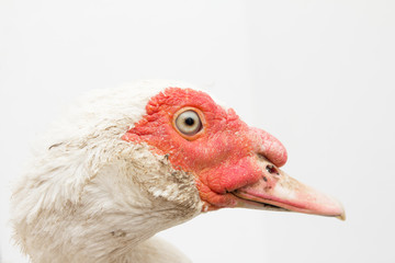 Portrait of a goose on a white background