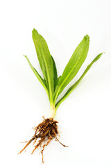 Obraz premium Thai parsley