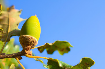 Obraz premium Close up of acorn