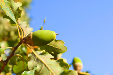 Close up of acorn