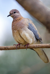 Laughing Dove