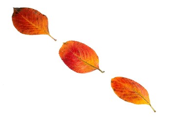 autumn leaves