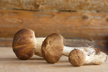 Three forest mushrooms in a wooden wall