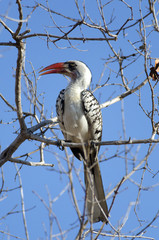 Tanzania Red-billed (Ruaha) Hornbill