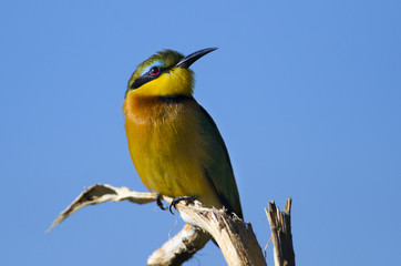Little Bee-eater