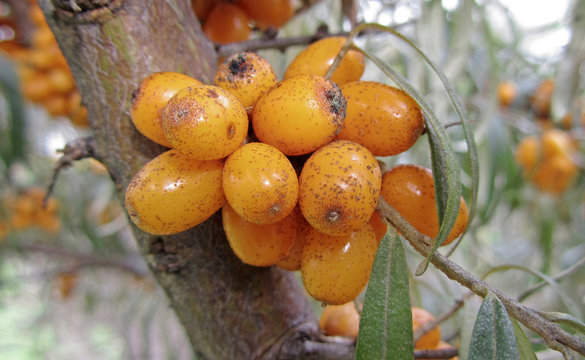 ripe buckthorn berries on a branch, close-up