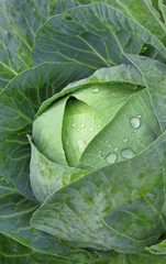 wet fresh cabbage close-up