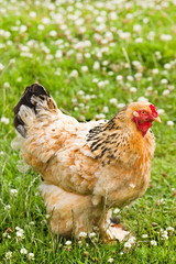 Decorative chicken in field with clover flowers
