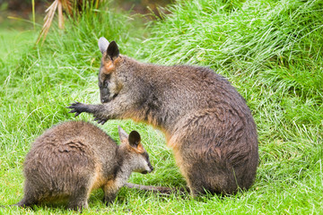Obraz premium Swamp wallabies
