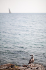 seagull by the sea