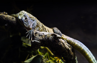 Obraz premium Young Komodo dragon on branch