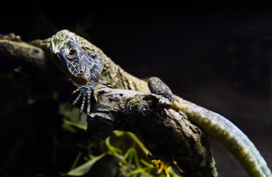 Young Komodo Dragon On Branch