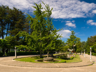 Ginkgos biloba in Compostela park