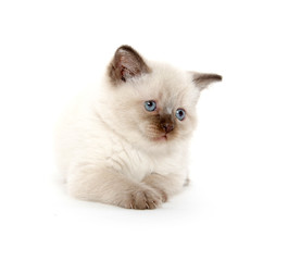 Cute kitten on white