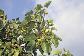 Rama de higuera con higos