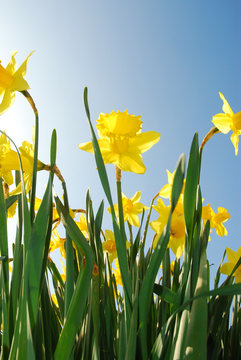Soaring daffodils