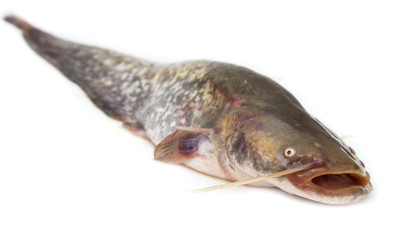 catfish on a white background
