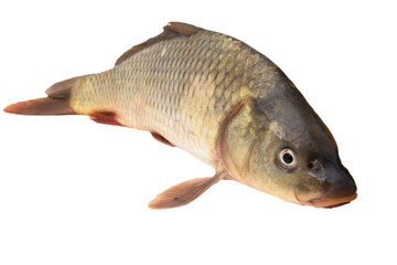 carp on a white background