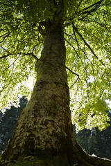 Large tree lightened from behind