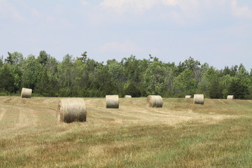 Hay Bales (Round) in Field