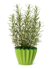 Sweet rosemary plant