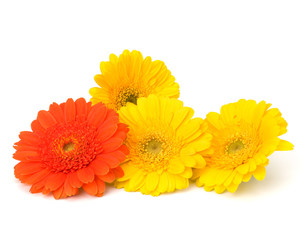 Beautiful daisy gerbera flowers