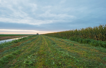 Corn on a field inautumn