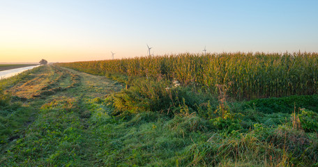 Canal in sunlight at dawn in fall