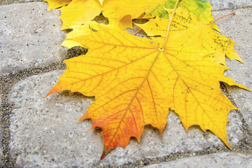 Large Maple Leaves on Paver Patio Closeup