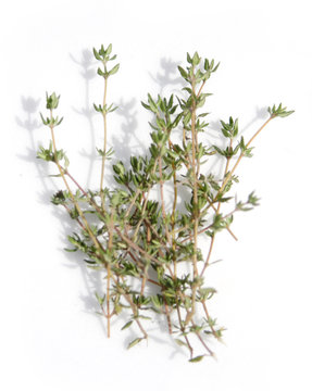 thyme herb on white background