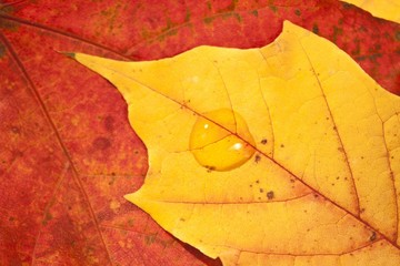 Herbstblätter